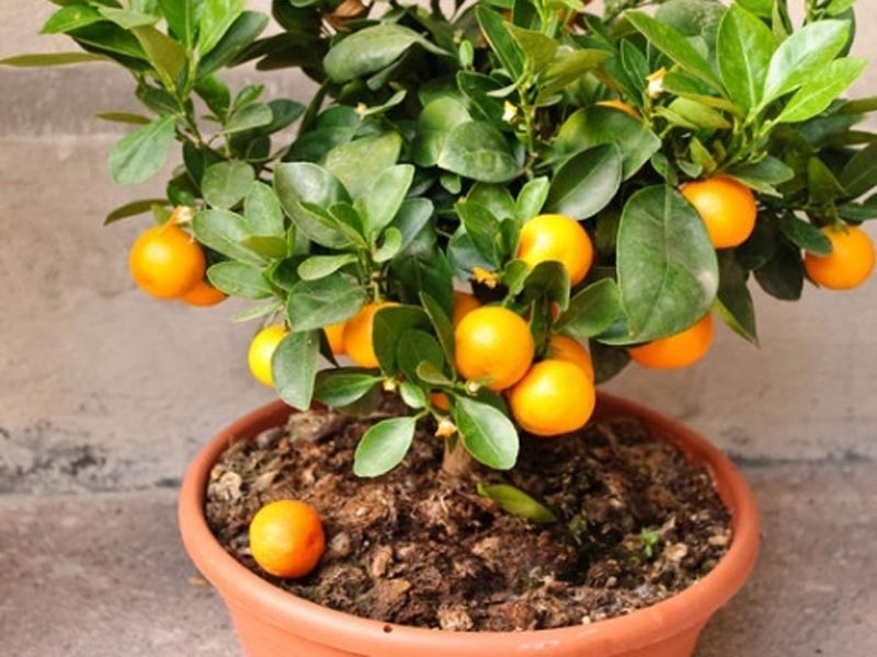 Hausgemachte Mandarine