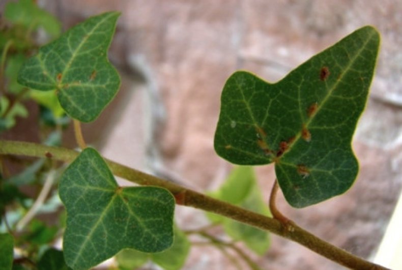 Cocciniglie sulle foglie