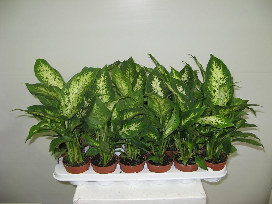 Dieffenbachia