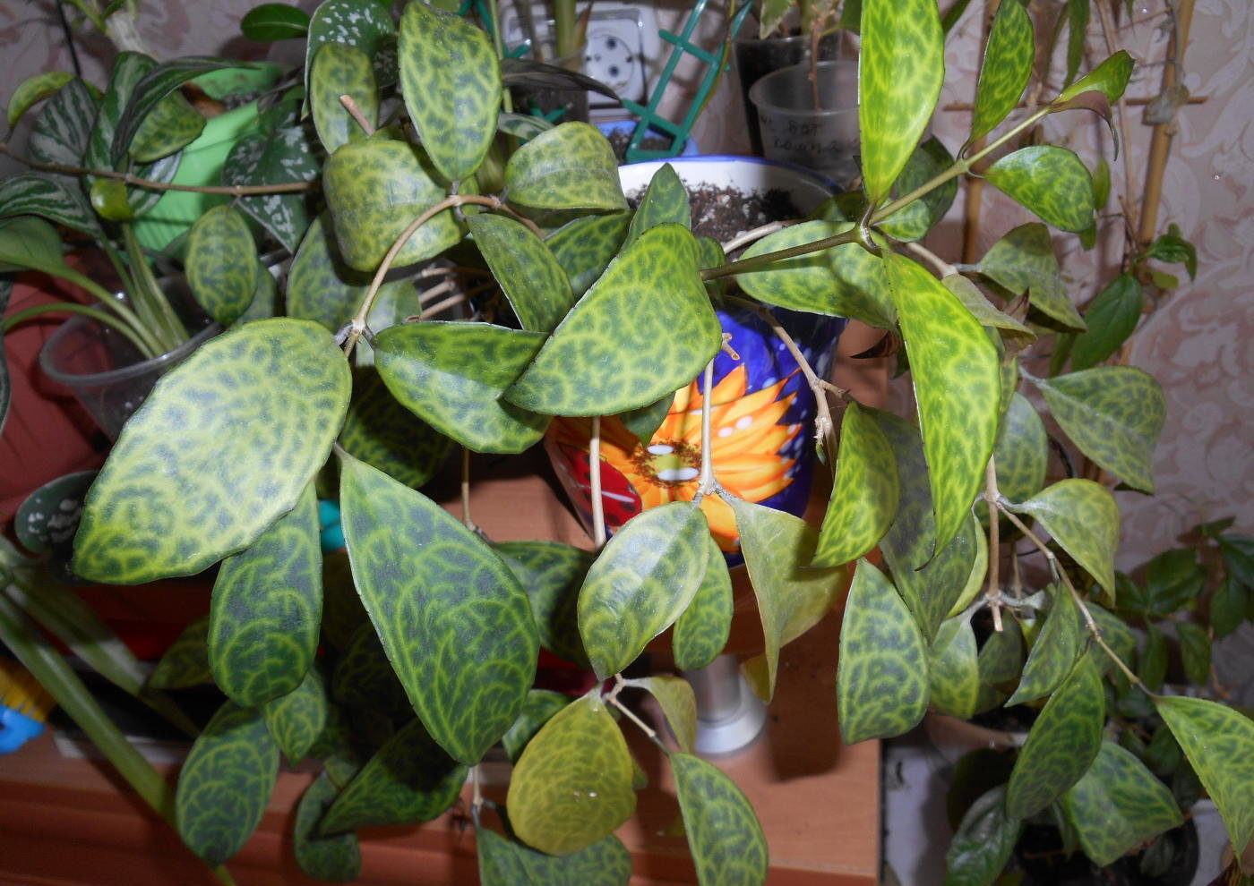Aeschynanthus marmoriert