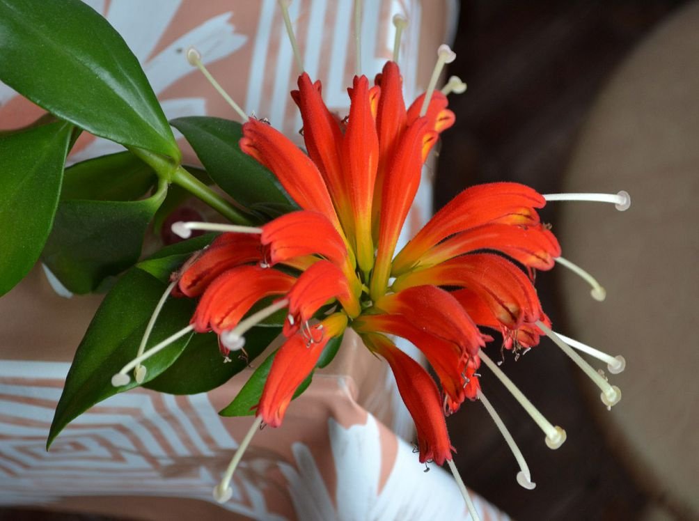 Aischynanthus