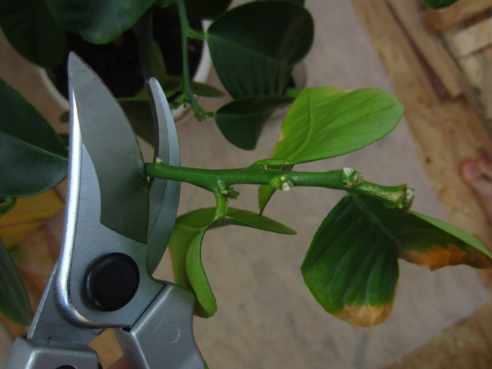 Taille d'un citronnier