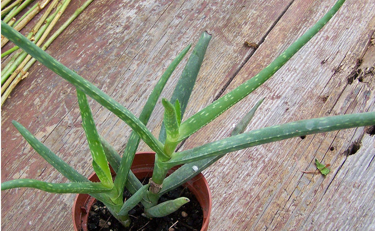 Aloe jacksonii