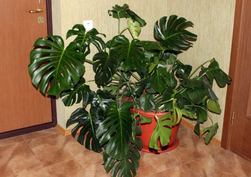 Monstera-Liane