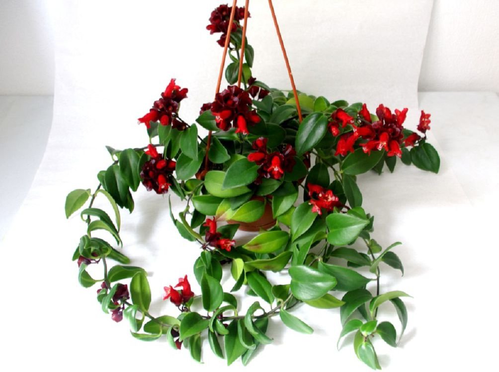 Aischynanthus
