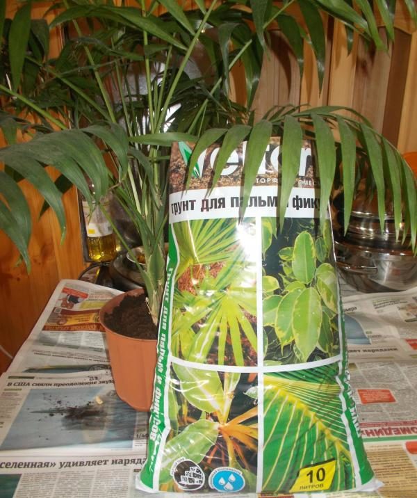 Erde für Palmen
