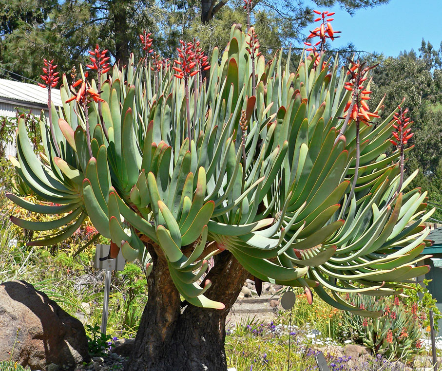 Aloe plicata