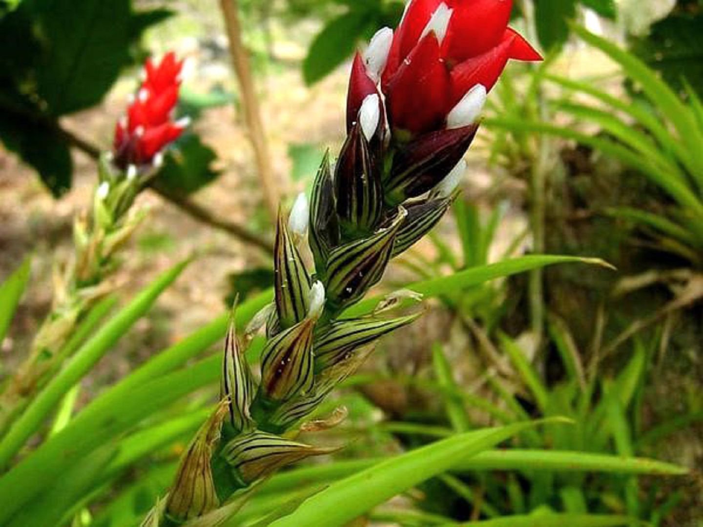 Guzmania unicornis
