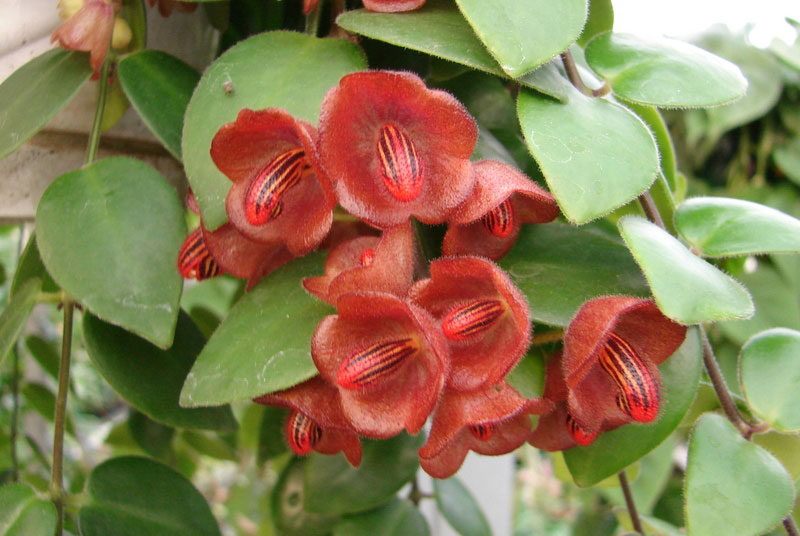 Aeschynanthus tricolor