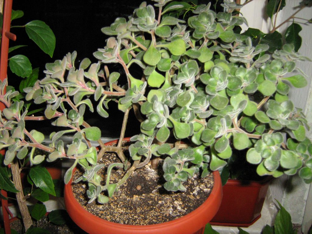 Aichryson domesticus