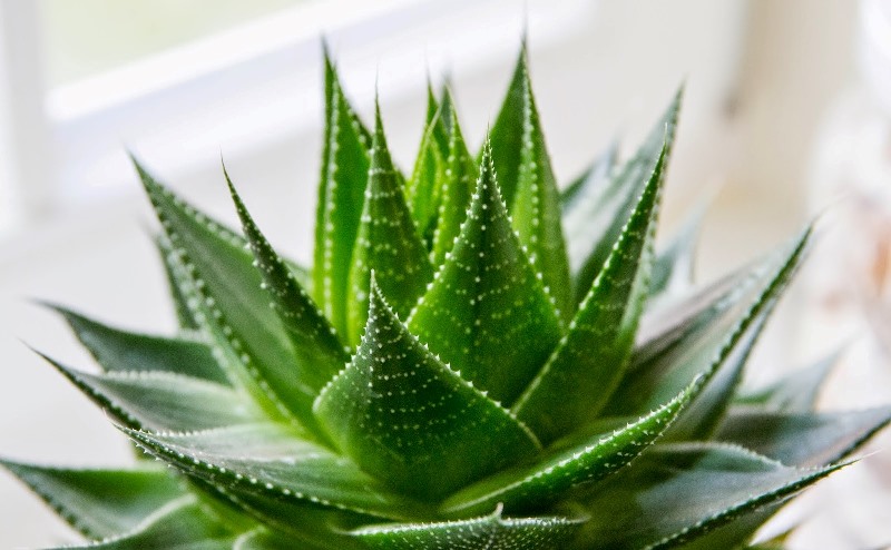 Aloe vera