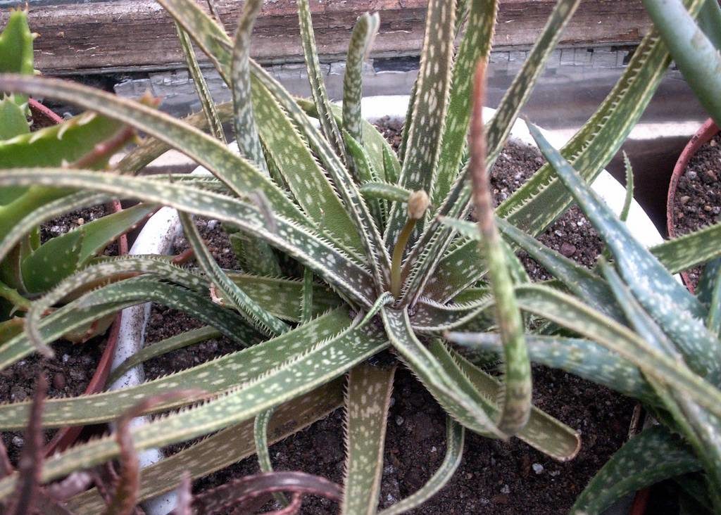Aloe bellatula