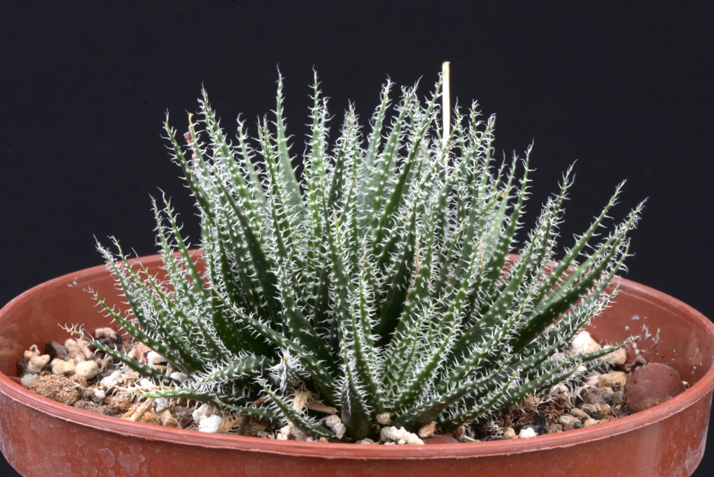 Aloe haworthioides