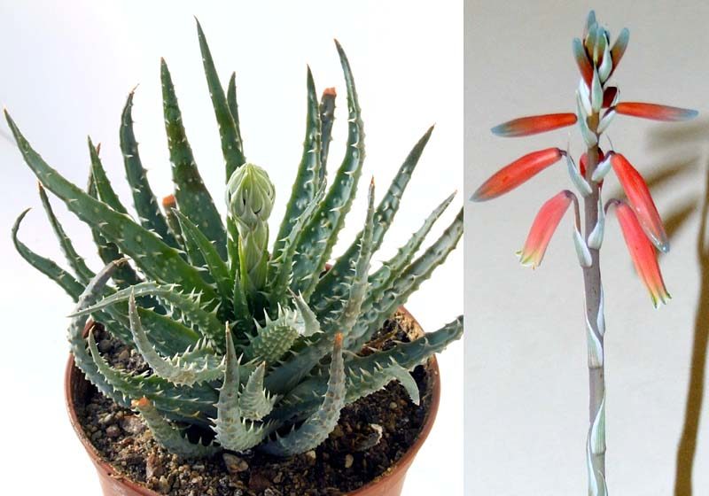 Aloe humilis