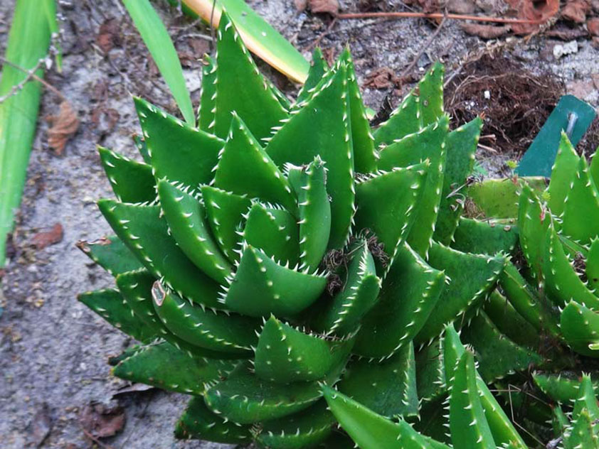 Aloe capitulata