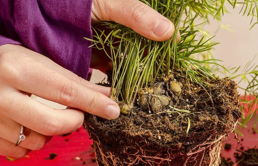 Besonderheiten der Blumenverpflanzung