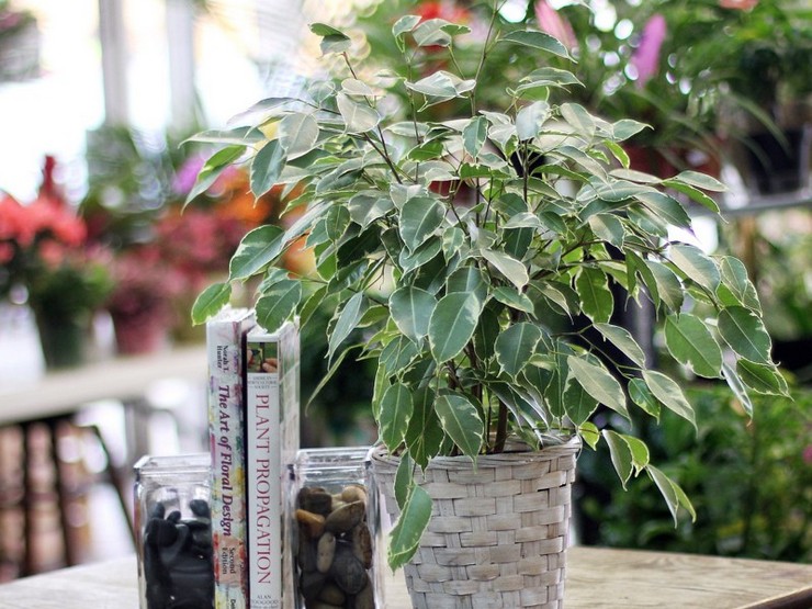 Ficus