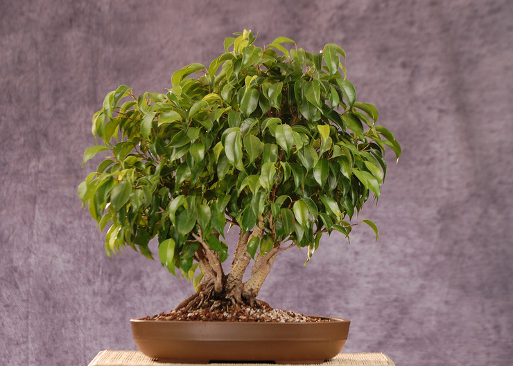 Ficus