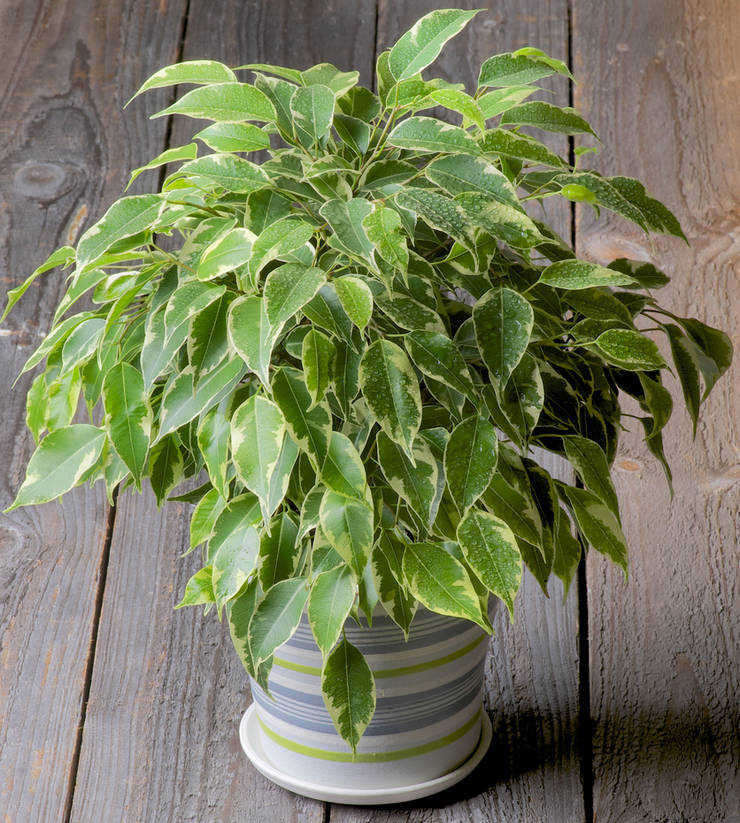 Ficus Benjamina