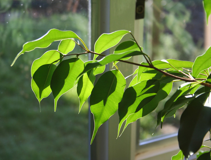 Ficus