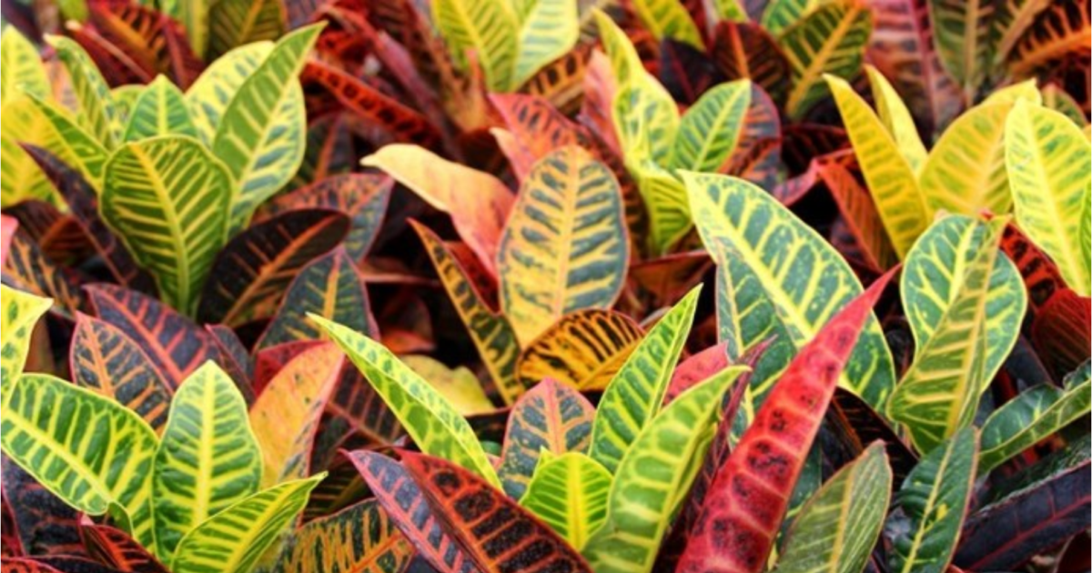 Croton