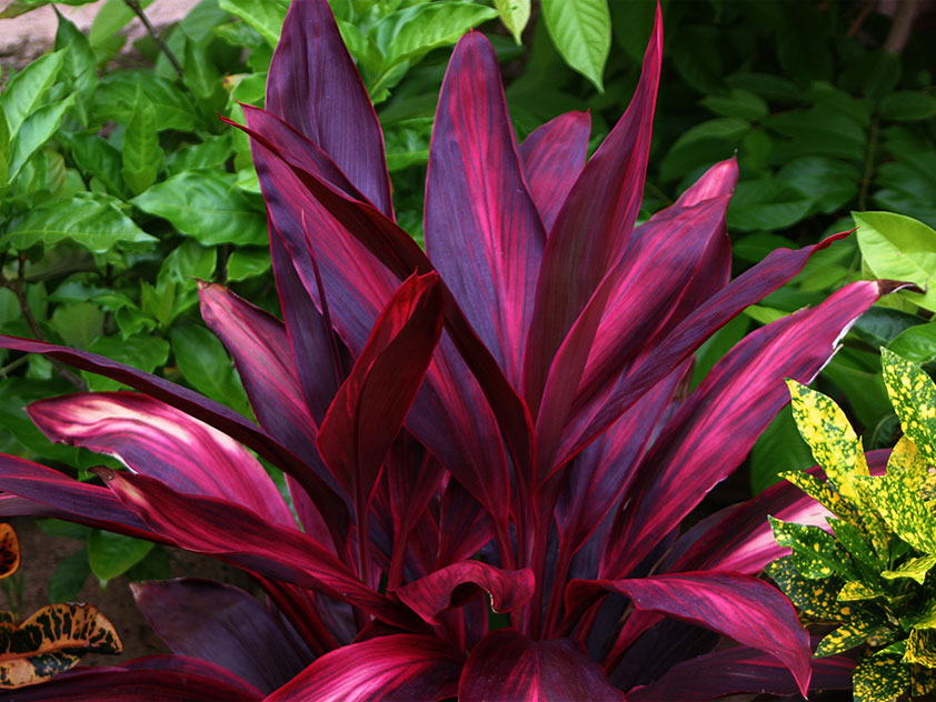 Cordyline