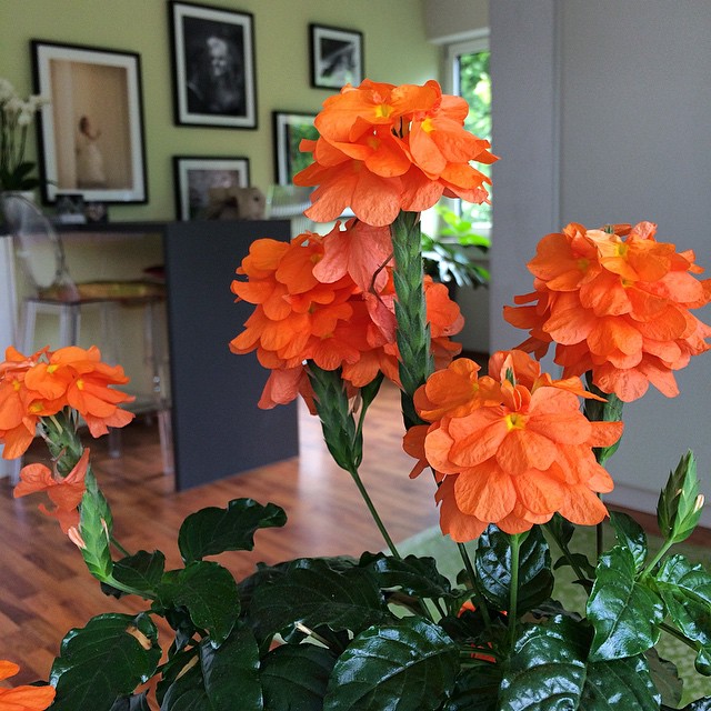 Crossandra undulata