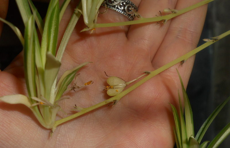 graines de chlorophytum