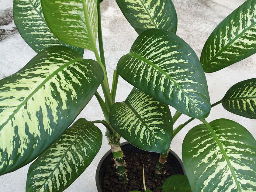 Dieffenbachia panaché