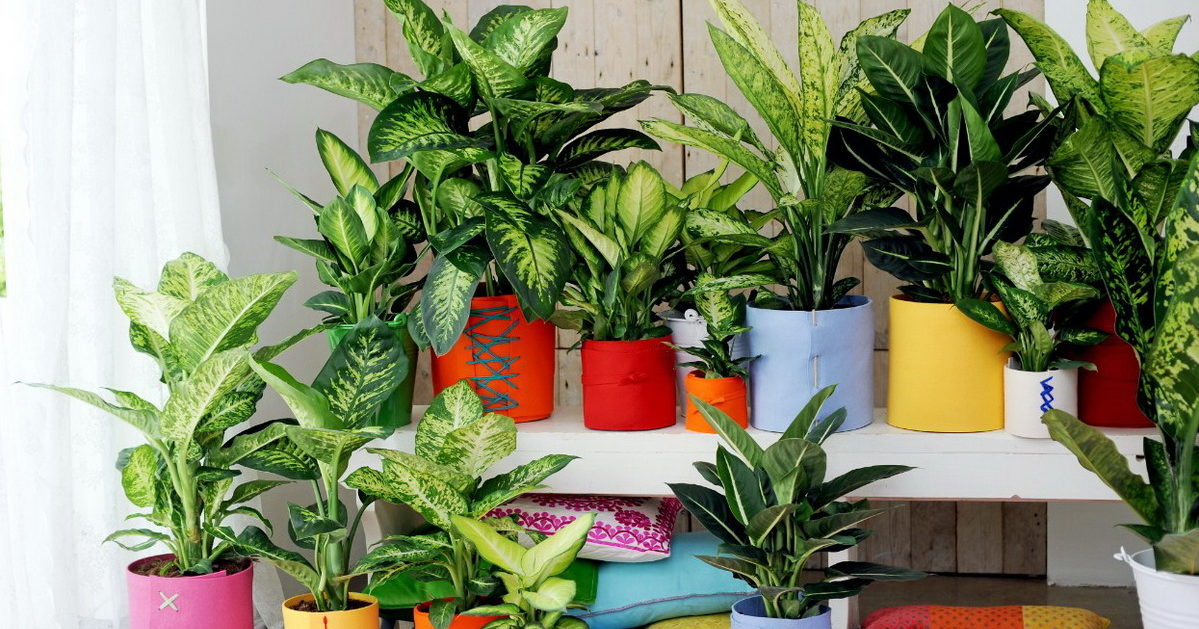 Dieffenbachia