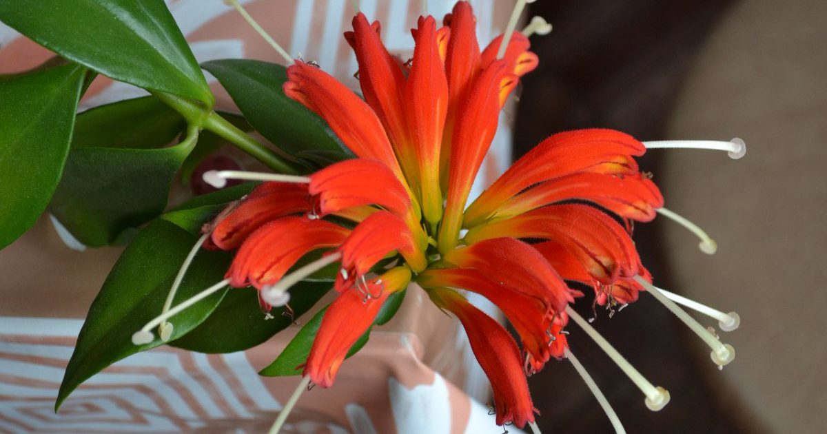 Aischynanthus