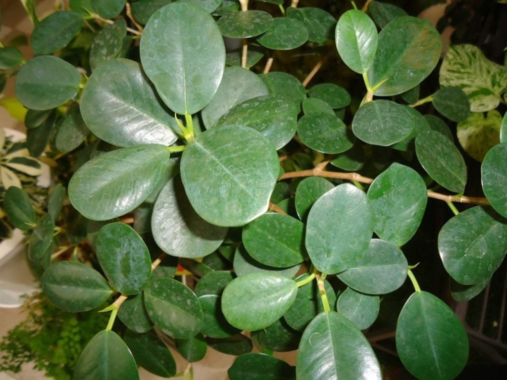 Ficus