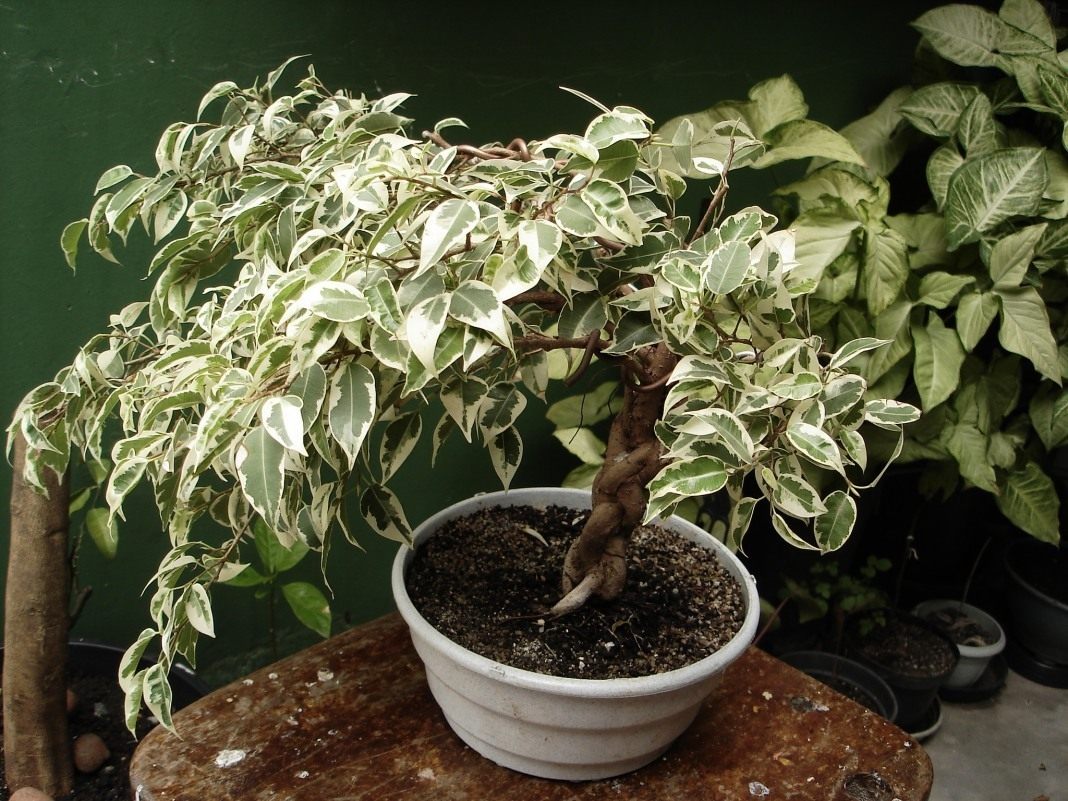Ficus