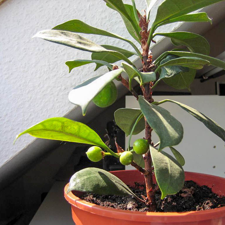 Ficus glaculata