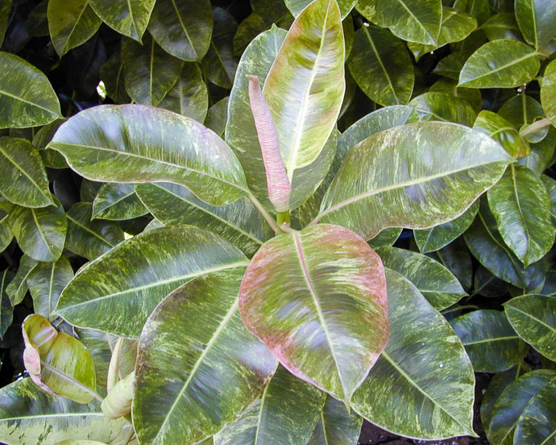 Ficus elastica Decora