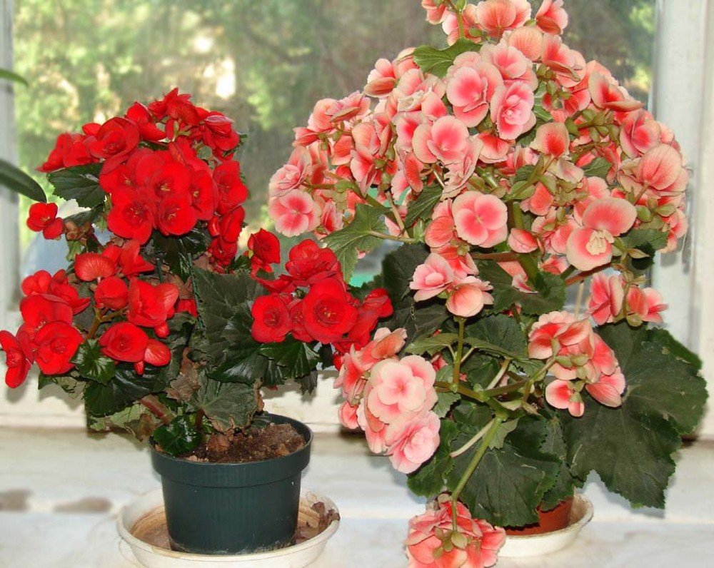 Soins des fleurs