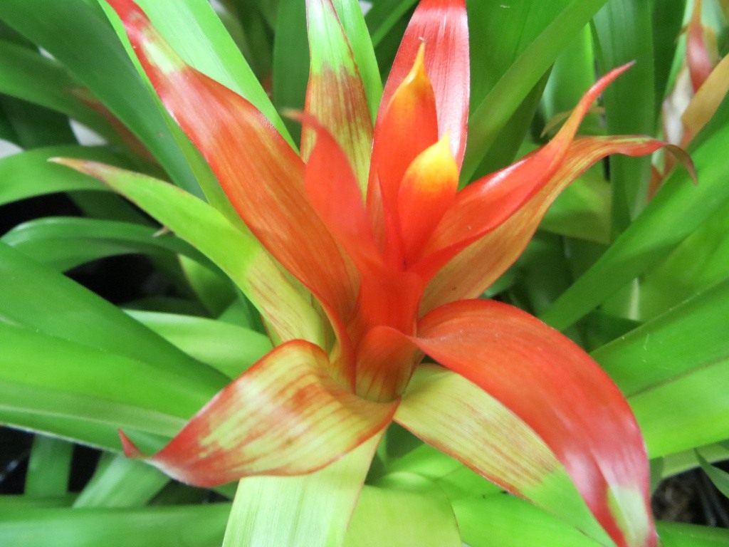 Guzmania
