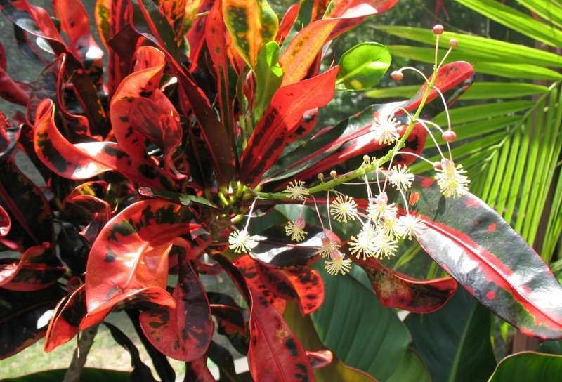 Croton en fleurs