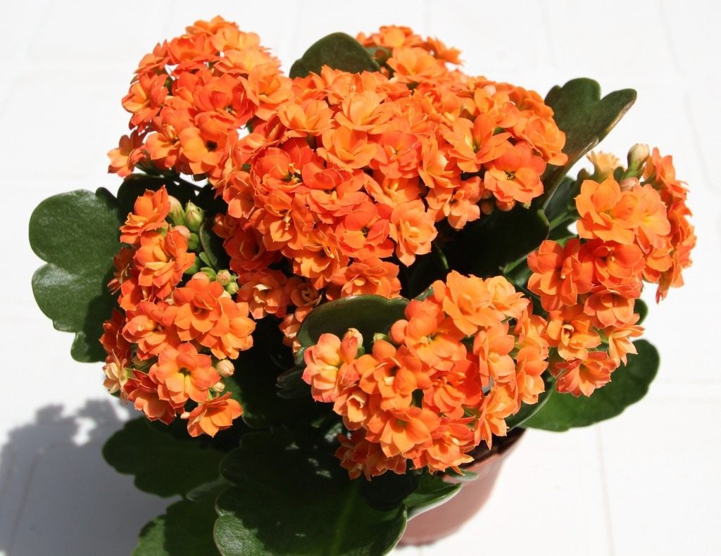 Kalanchoe