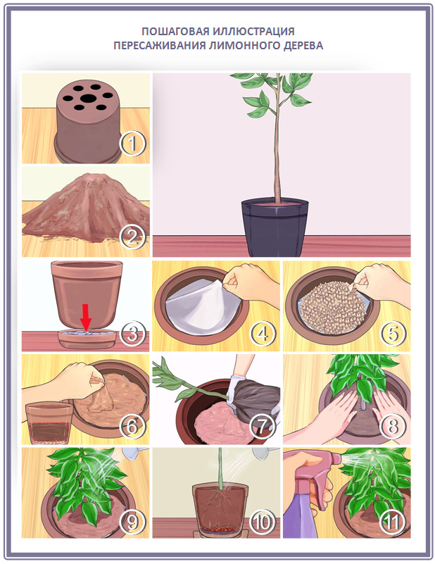 Règles de transplantation