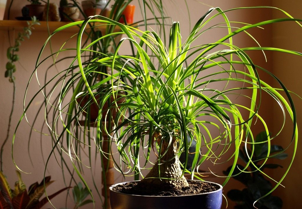Beaucarnea