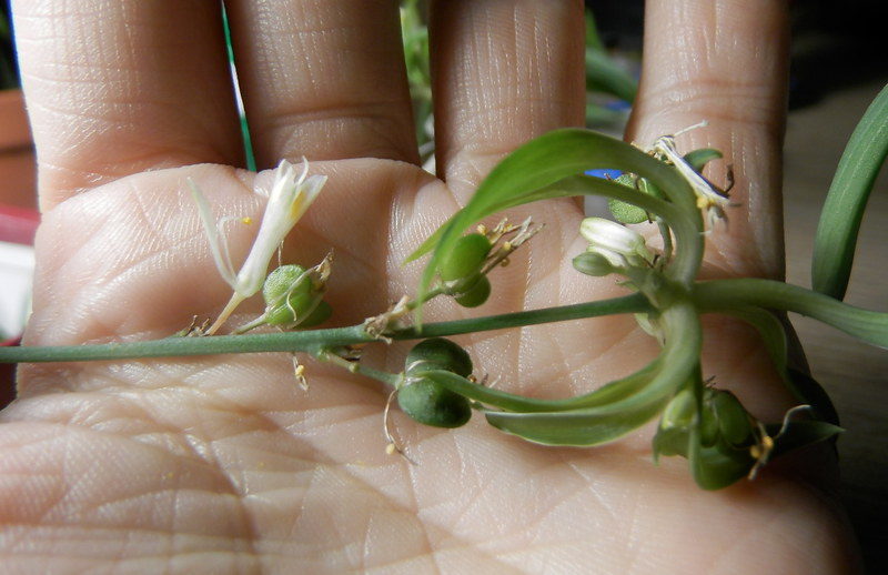 Chlorophytum-Samen