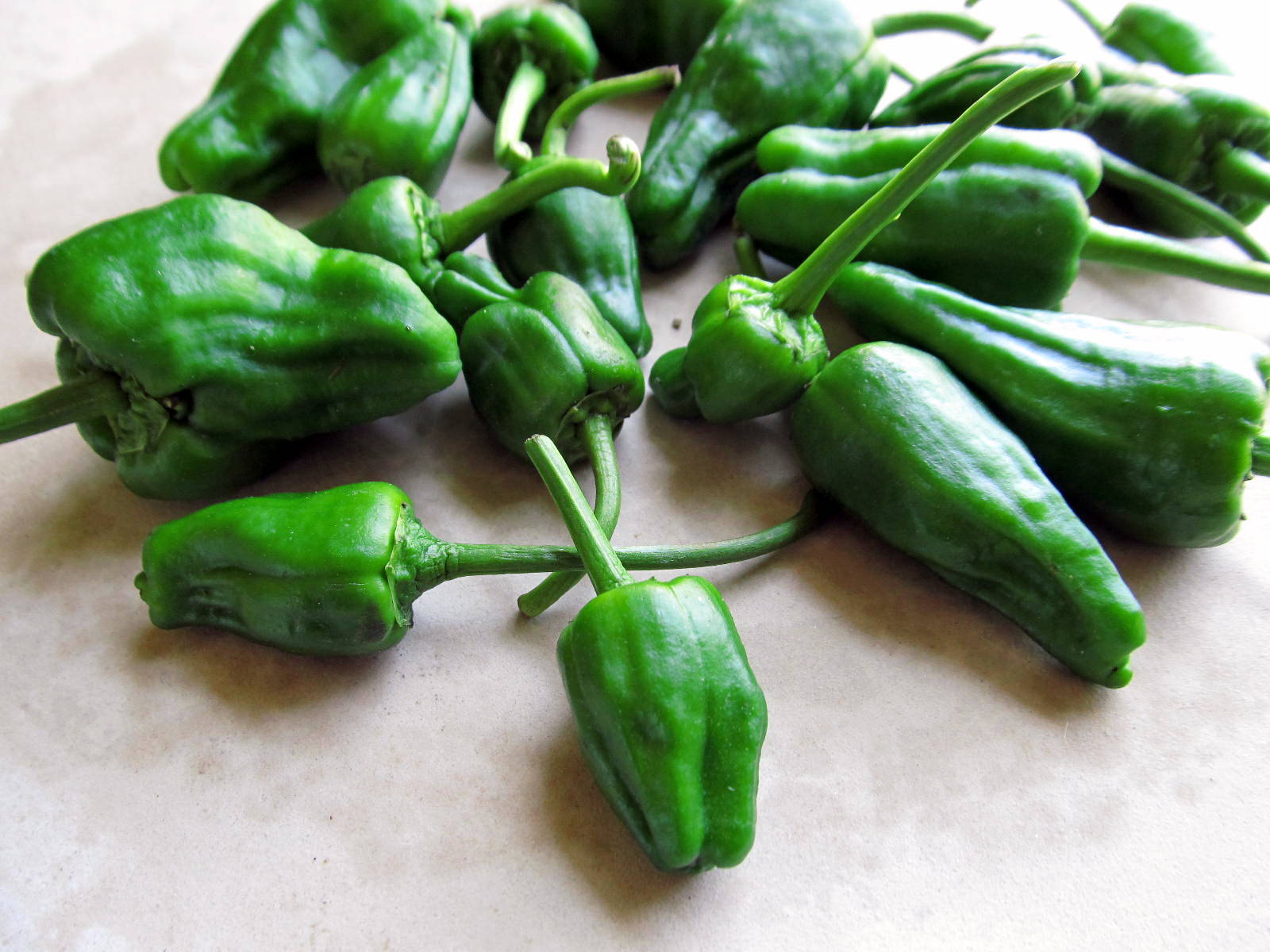 Padron