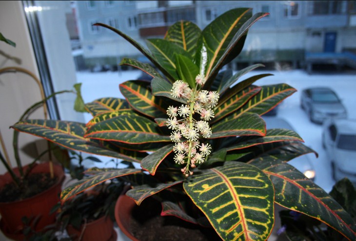 Croton en fleurs