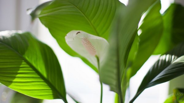 Spathiphyllum-Pflege zu Hause