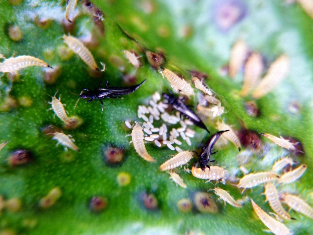 Tripidi