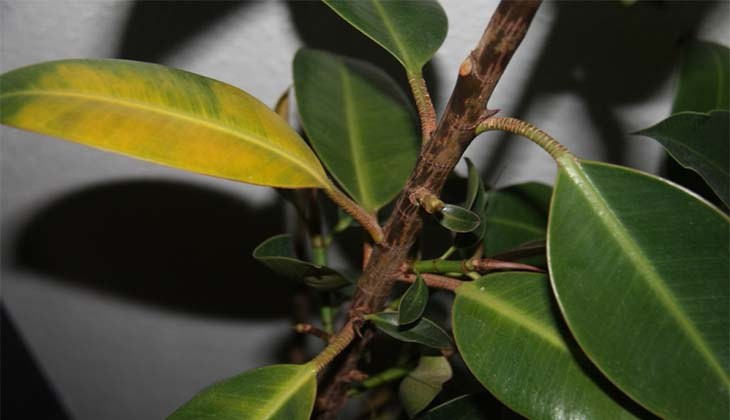 Yellowing of leaves