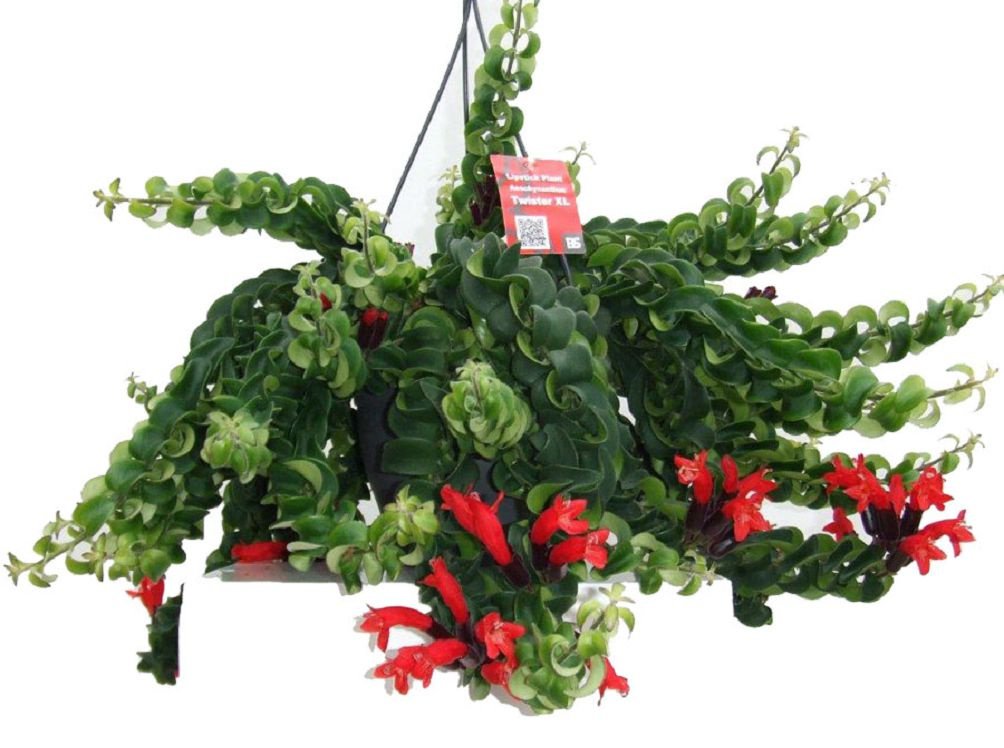 Aeschynanthus Twister