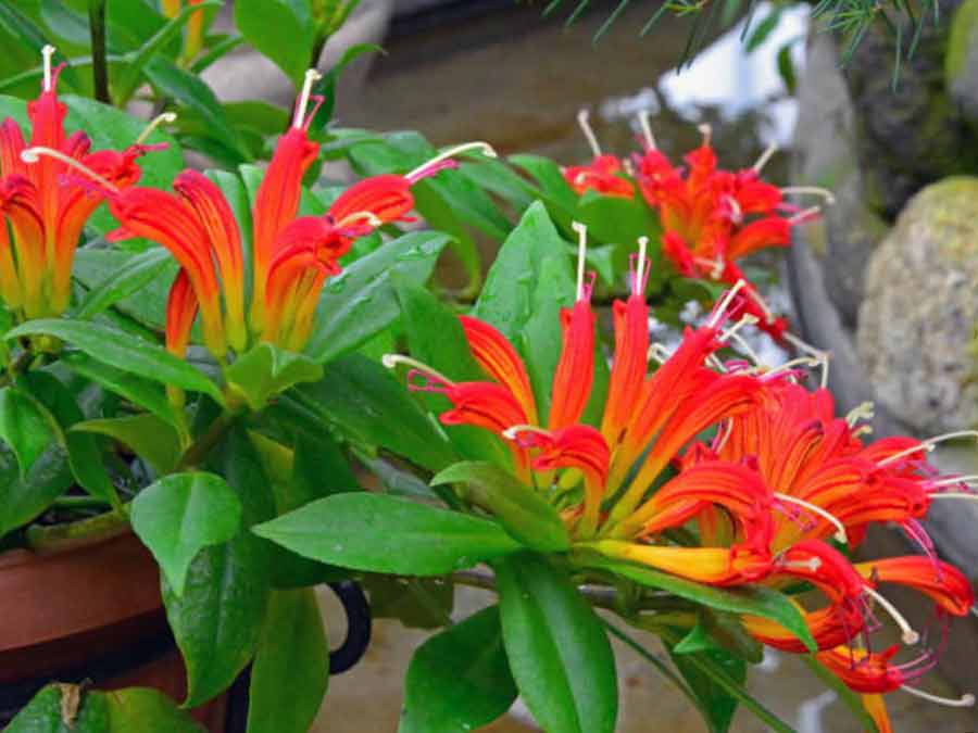 Aischynanthus