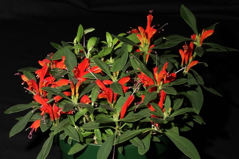 Aischynanthus